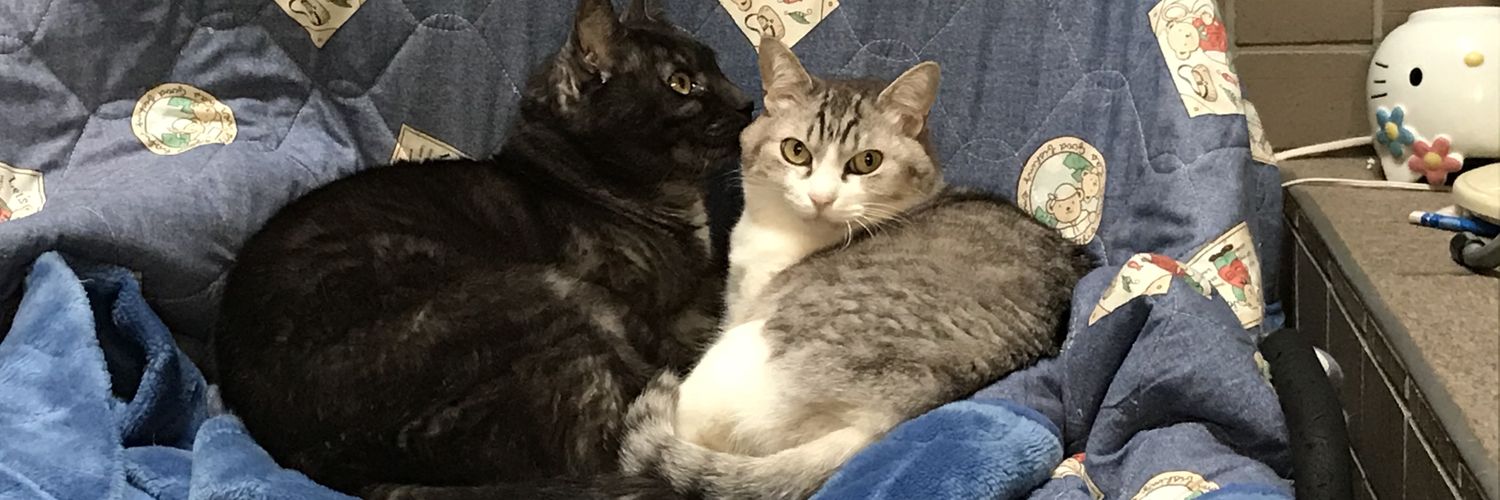 catslinge's profile banner image