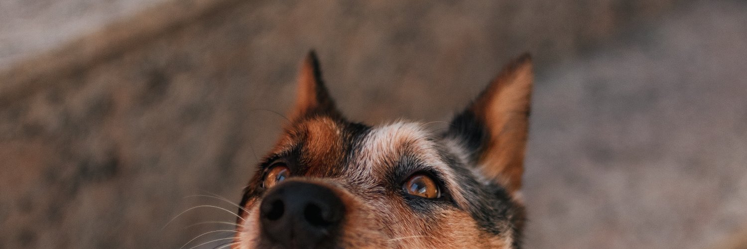 continuo cansado banner