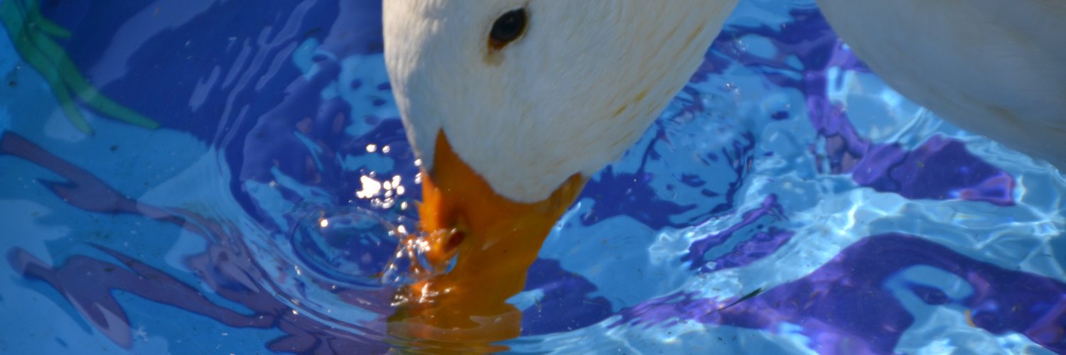 DancesWithDucks's profile banner image