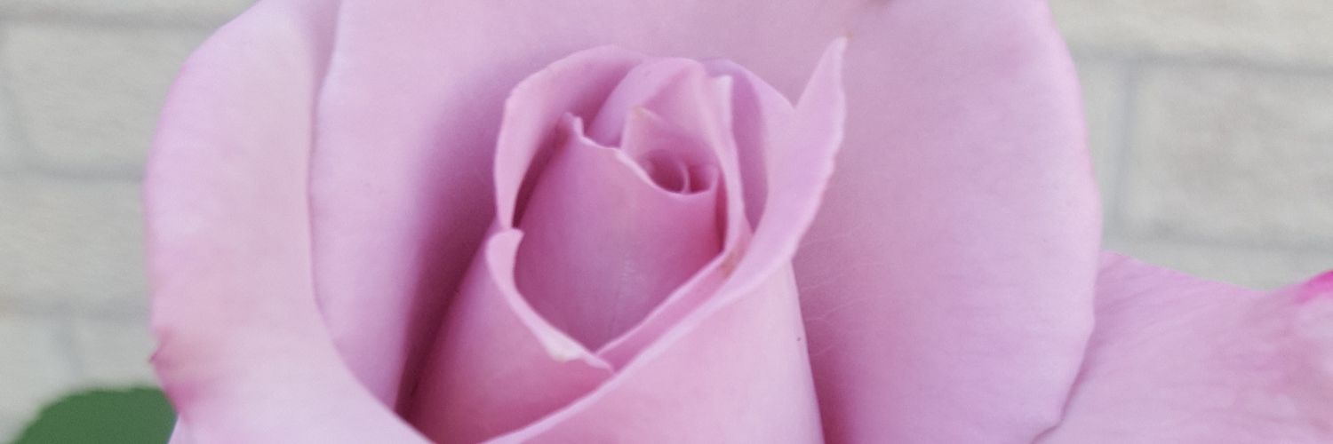ariaa_68's profile banner image