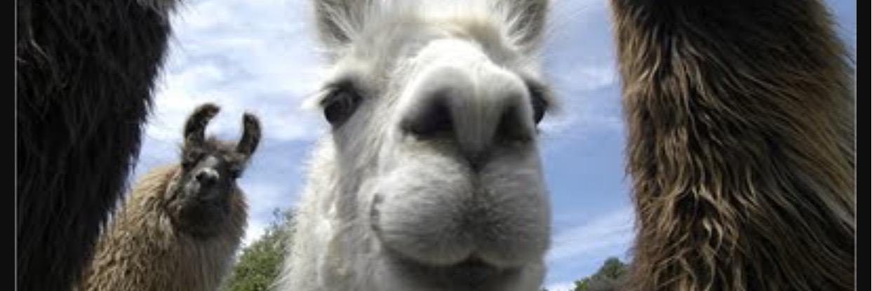 justllamas's profile banner image