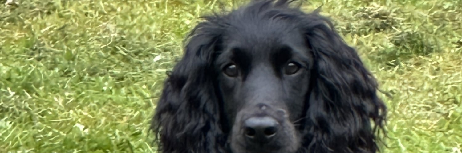 andyandyfox's profile banner image