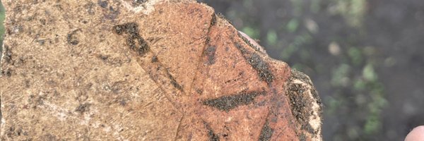 KCArcheo Profile Banner