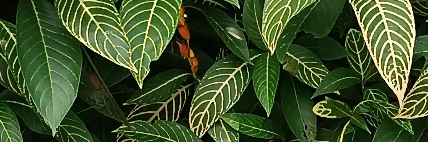 Fefitokun's profile banner image