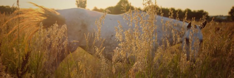 hannah_janowski's profile banner image