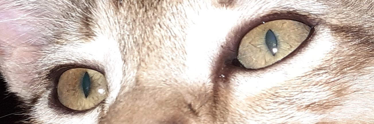 LaLulos's profile banner image