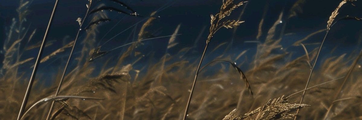 LinataTwit's profile banner image