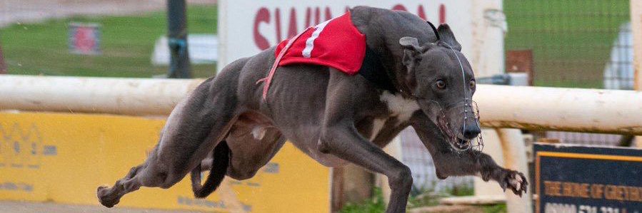 David Mitchell banner