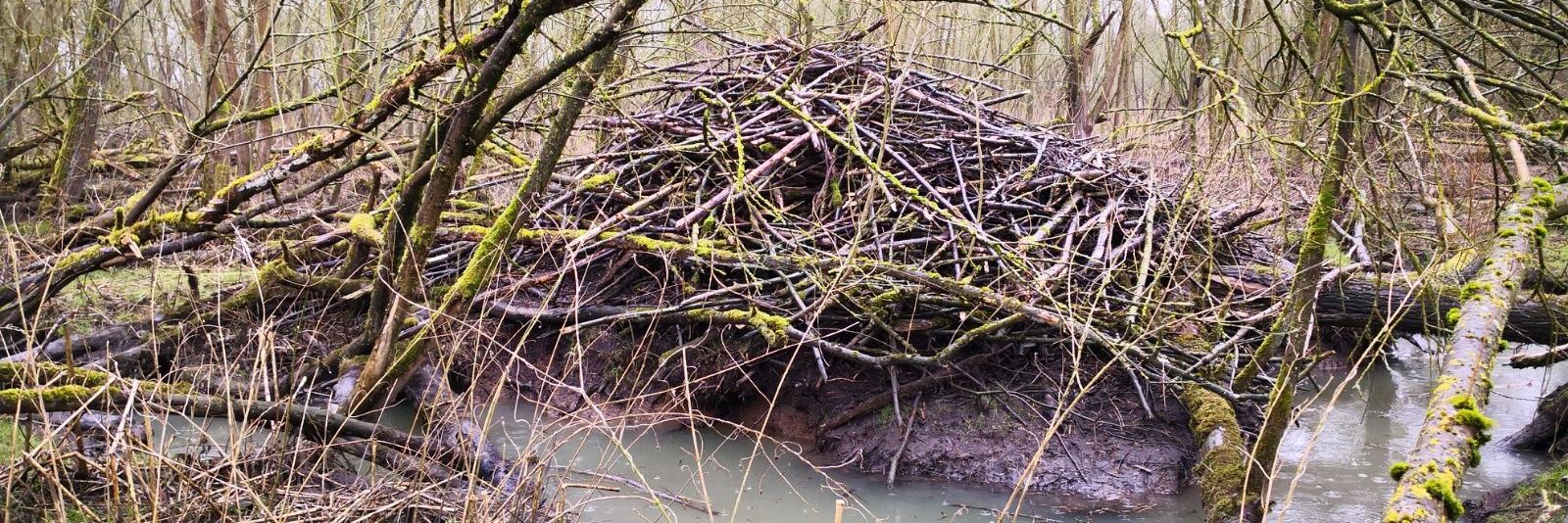 biesbosch_mdb's profile banner image
