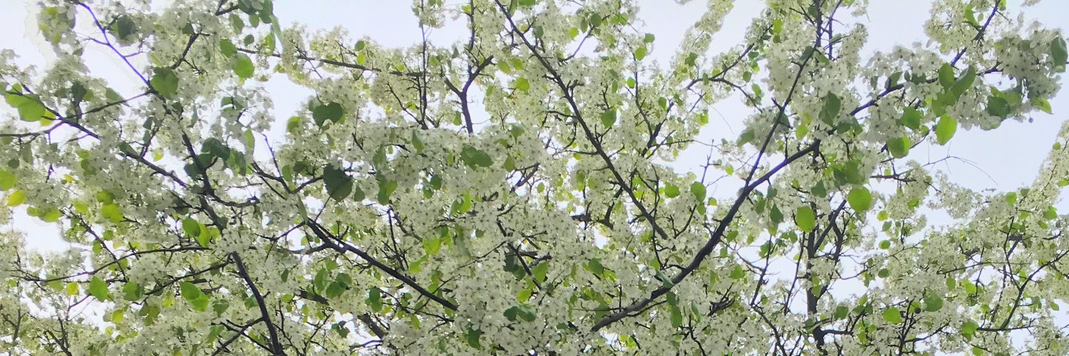 lilyvanilly's profile banner image