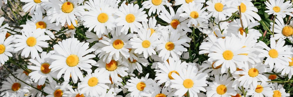 haiibarapp's profile banner image