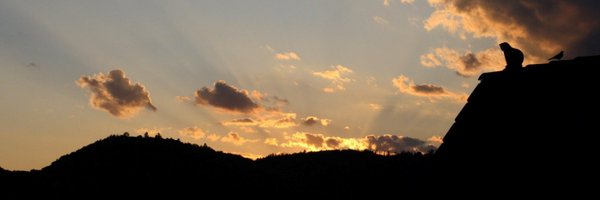 renerpho Profile Banner