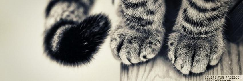 CatCareCom's profile banner image
