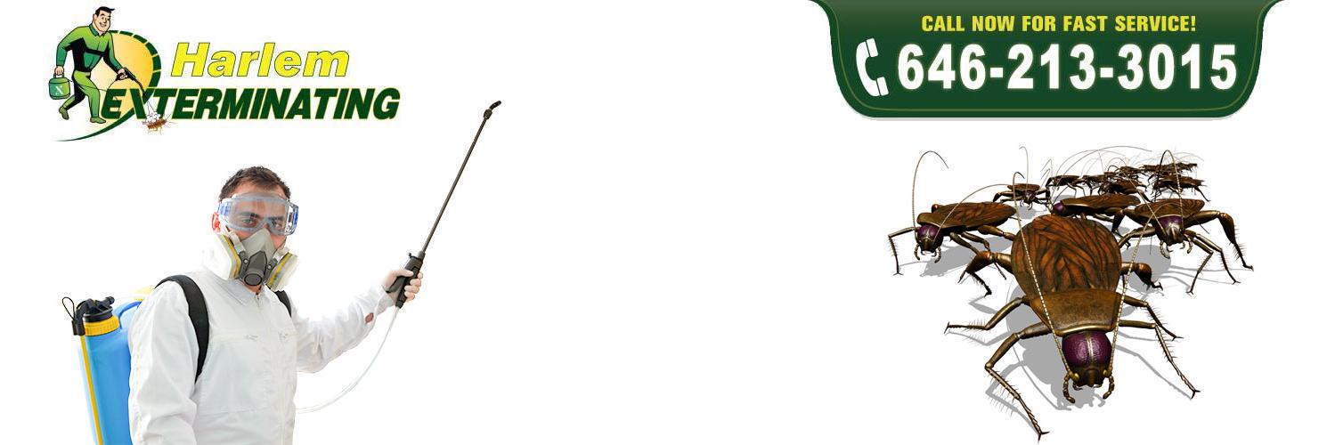 BBExterminator's profile banner image