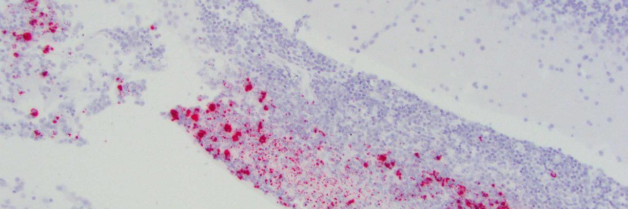 Nicole M. Andre banner