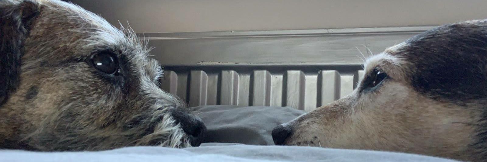 c4_foster's profile banner image