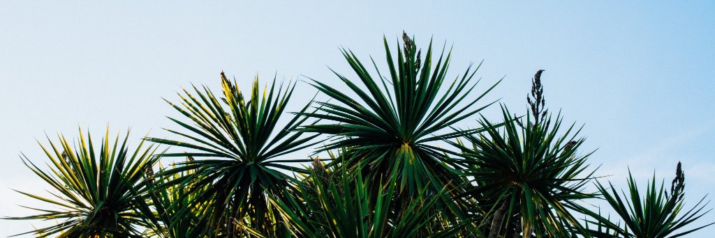 Joycetypt's profile banner image