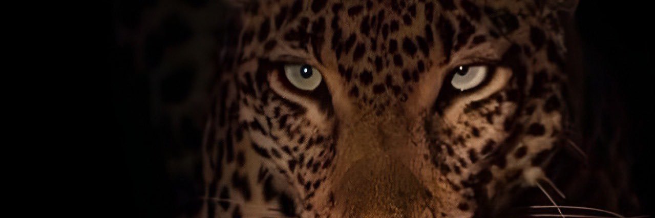 rayssaaraujo121's profile banner image