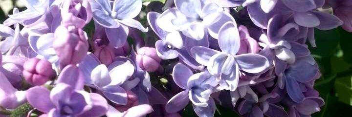 theeSugarqueen's profile banner image