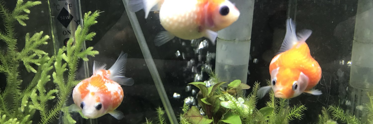 TeethyFish's profile banner image