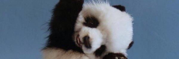 sugarpanda93's profile banner image