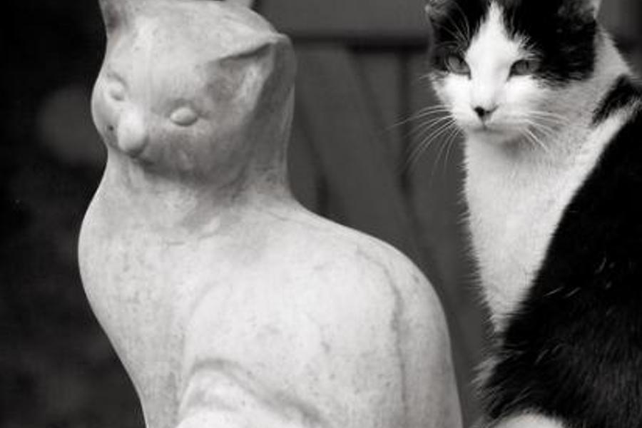 thollarou's profile banner image