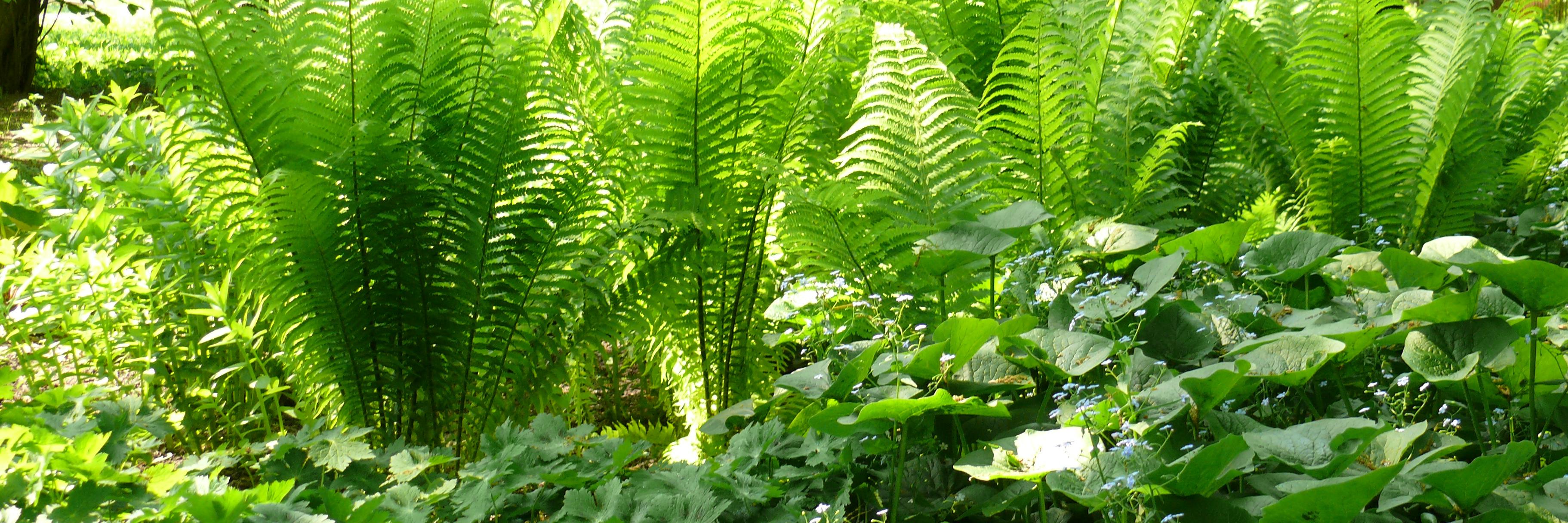 Янкун Анна banner