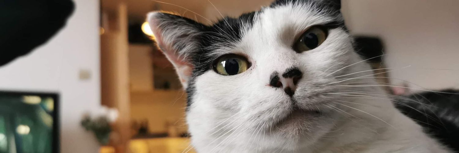 Lolasaagnee's profile banner image