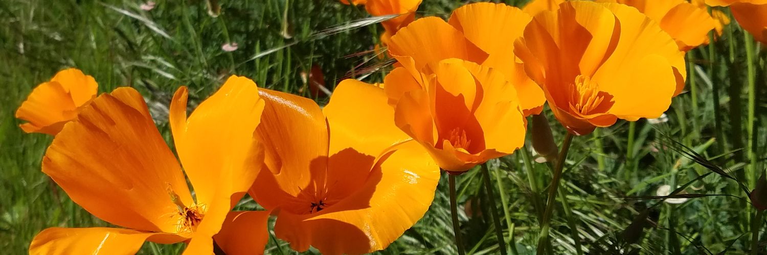 Aurora Blucher banner