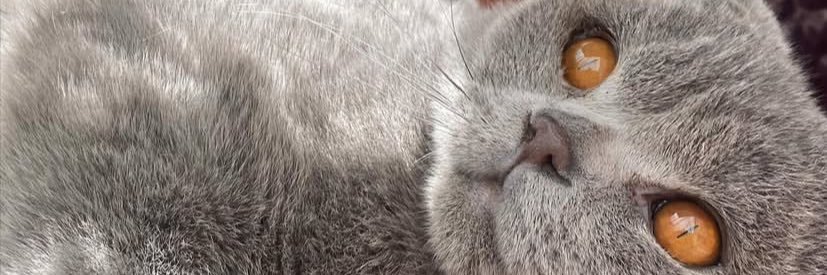 rindeeyy's profile banner image
