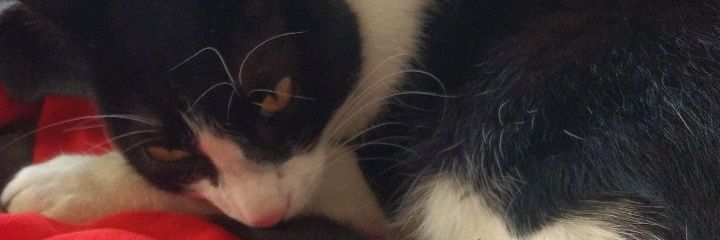 dlopesl_'s profile banner image