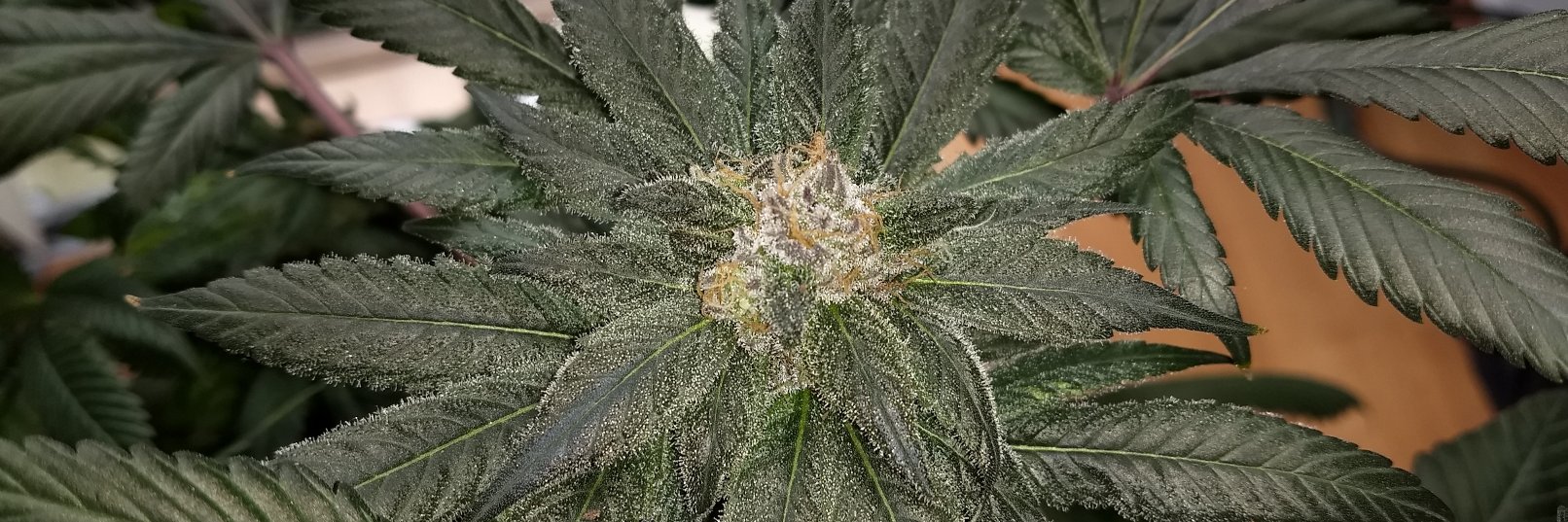 SovietStoner's profile banner image