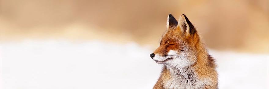_Foxy_Tails_'s profile banner image