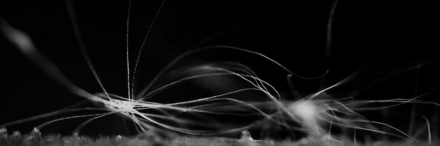 coranub's profile banner image
