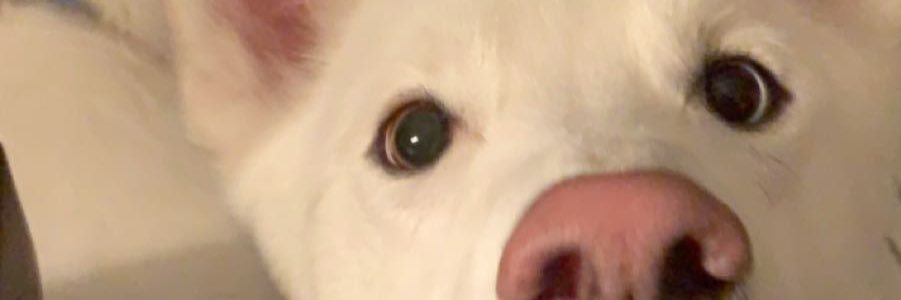 Iowkeybucky's profile banner image