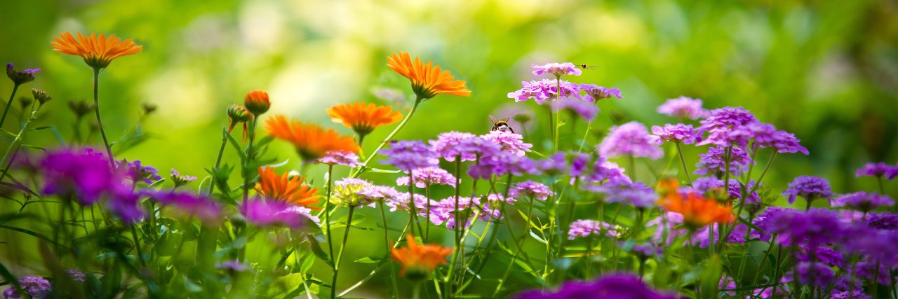 Garden__Guide's profile banner image