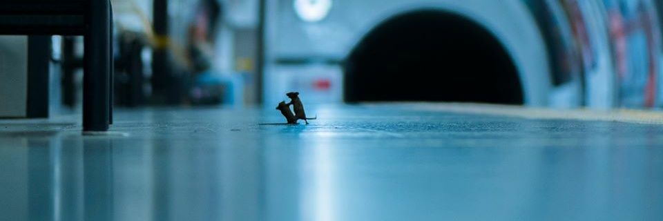 Higor Bággio banner