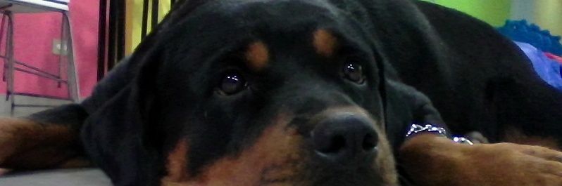 SonoGlei's profile banner image