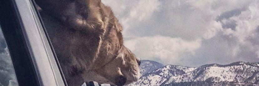 ashleymatejcek's profile banner image