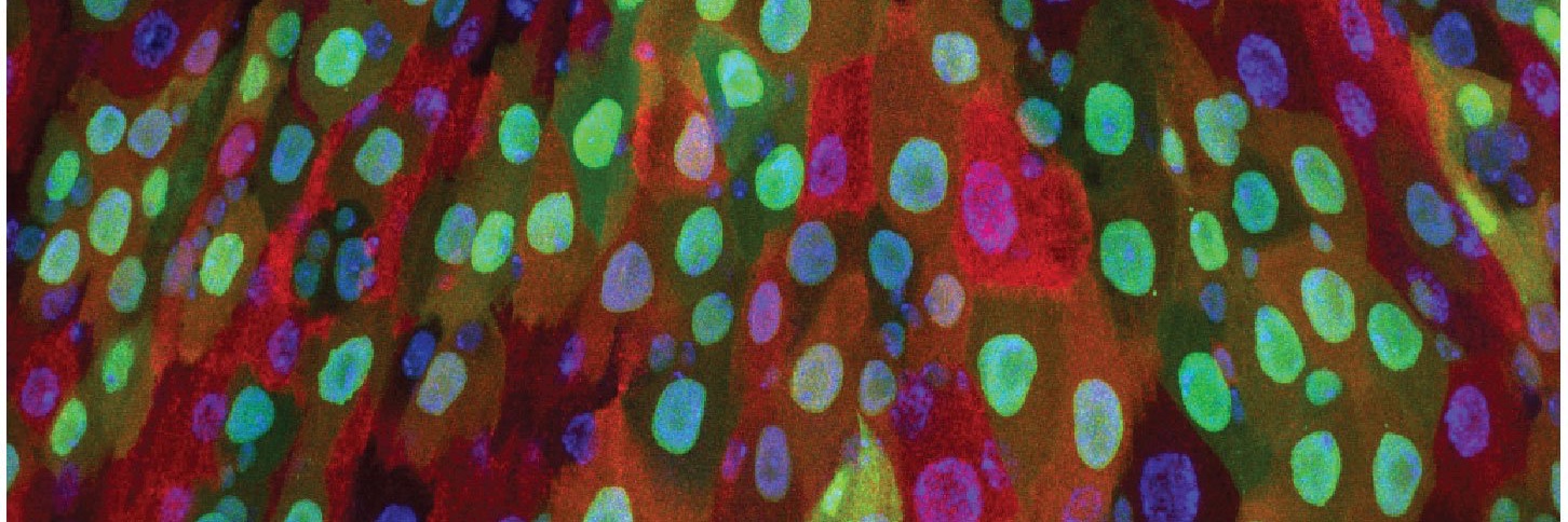 gutstresslab's profile banner image