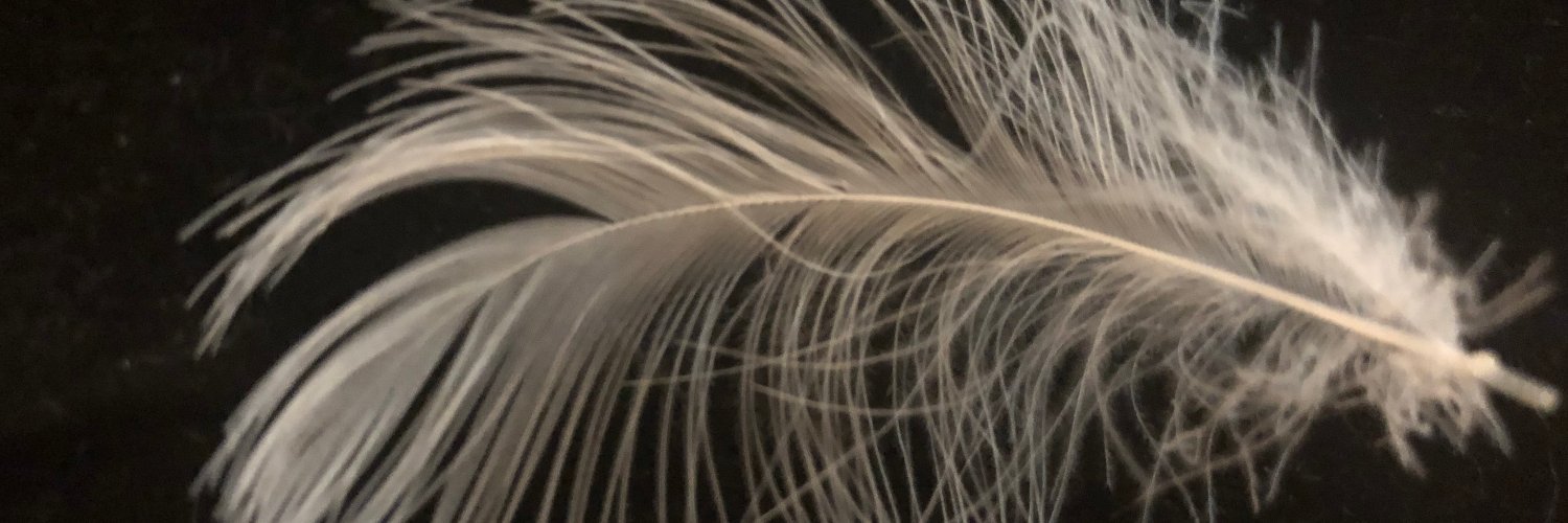 MissDottyCom's profile banner image