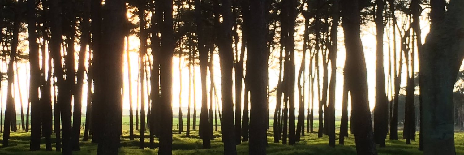 Liminal_Land's profile banner image