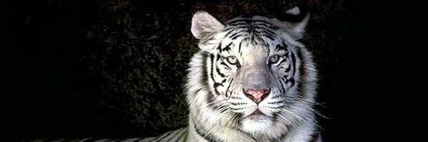 tigrou_59's profile banner image