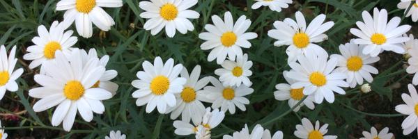 SciKathryn Profile Banner