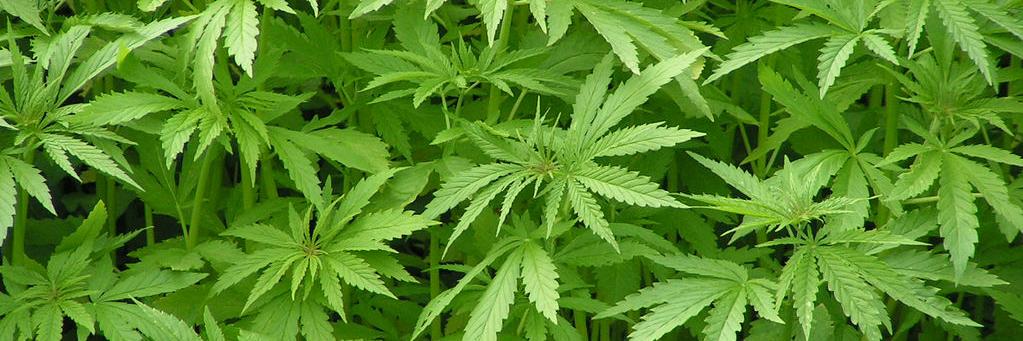 hempgreenbuilt's profile banner image
