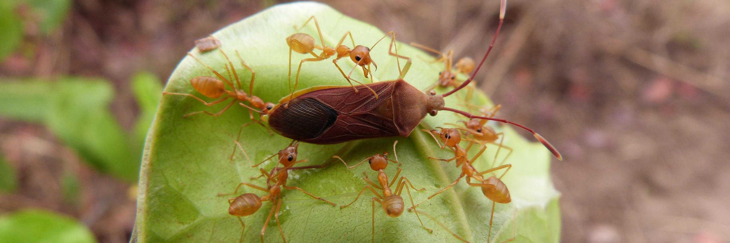 Christophe Busch banner