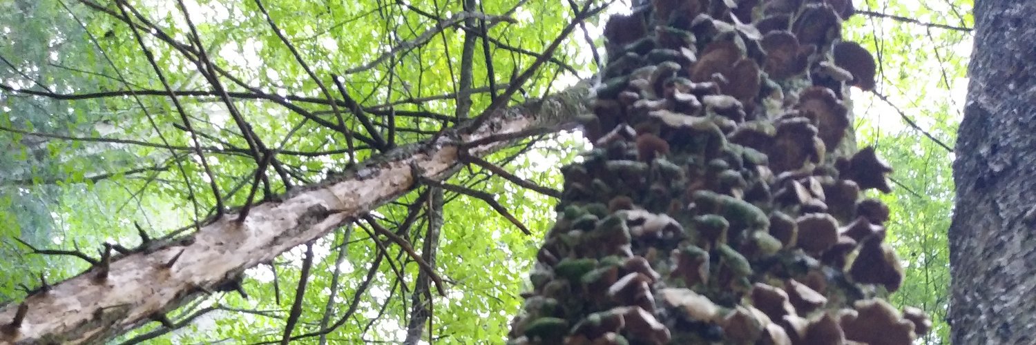 _tarafying's profile banner image