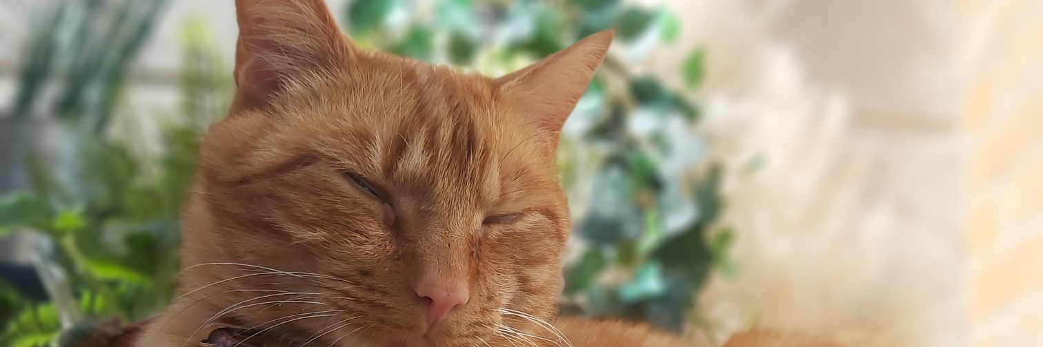 vegangirl_fortheanimals🌱 banner