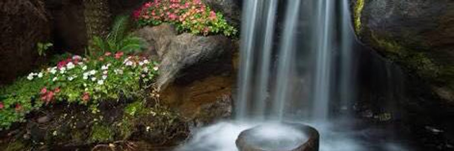 Waterfall Orchids Just Add Ice Orchids