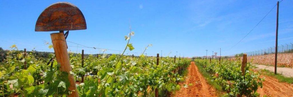 grace_wines's profile banner image